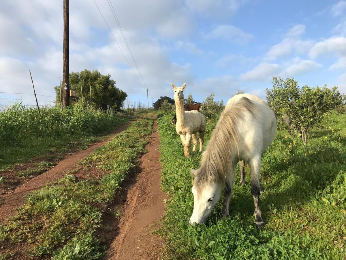 Anna Beulah Farm Villa Durbanville Eksteriør billede