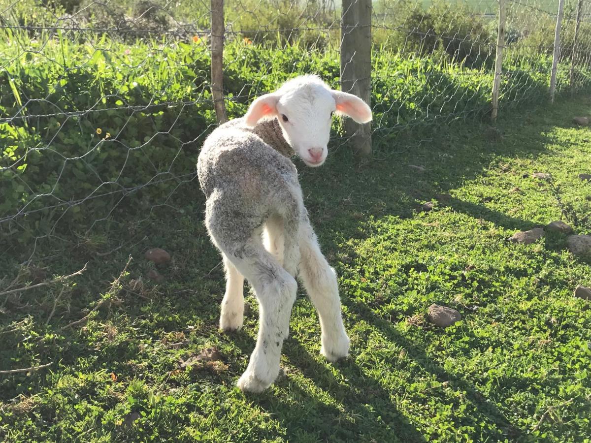 Anna Beulah Farm Villa Durbanville Eksteriør billede