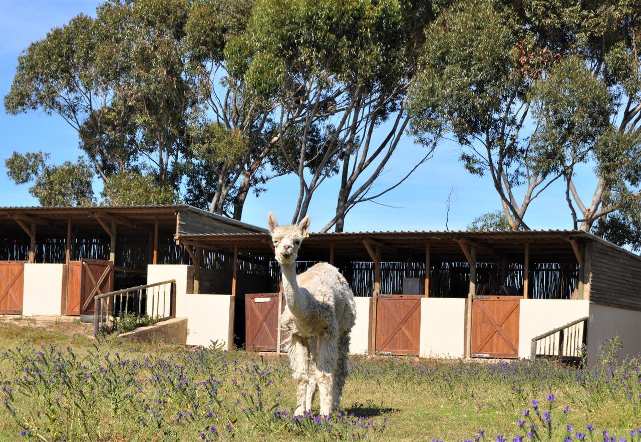 Anna Beulah Farm Villa Durbanville Eksteriør billede
